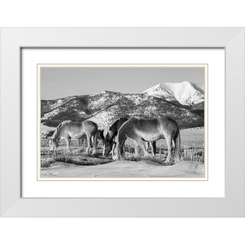 USA-Colorado-Westcliffe Music Meadows Ranch Herd of horses with Rocky Mountains in the distance White Modern Wood Framed Art Print with Double Matting by Hopkins, Cindy Miller