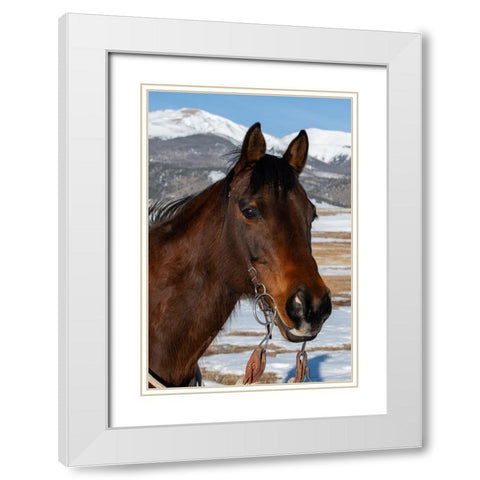USA-Colorado-Westcliffe Music Meadows Ranch Bay ranch horse White Modern Wood Framed Art Print with Double Matting by Hopkins, Cindy Miller