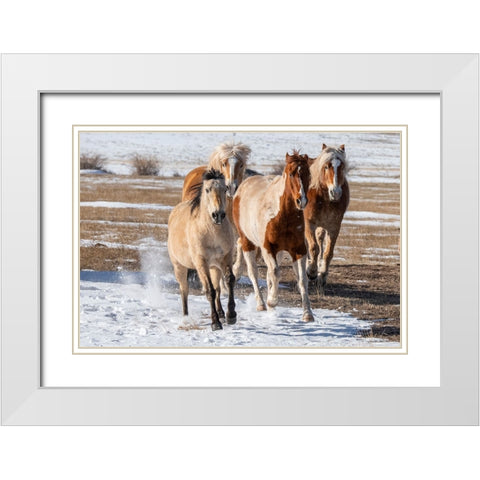 USA-Colorado-Westcliffe Music Meadows Ranch Herd of mixed breed horses running in the snow White Modern Wood Framed Art Print with Double Matting by Hopkins, Cindy Miller