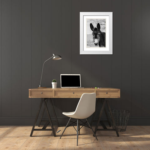 USA-Colorado-Westcliffe Music Meadows Ranch Cute old ranch donkey-face detail White Modern Wood Framed Art Print with Double Matting by Hopkins, Cindy Miller