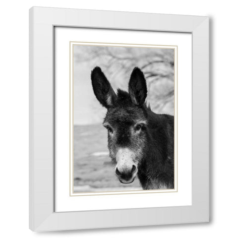 USA-Colorado-Westcliffe Music Meadows Ranch Cute old ranch donkey-face detail White Modern Wood Framed Art Print with Double Matting by Hopkins, Cindy Miller