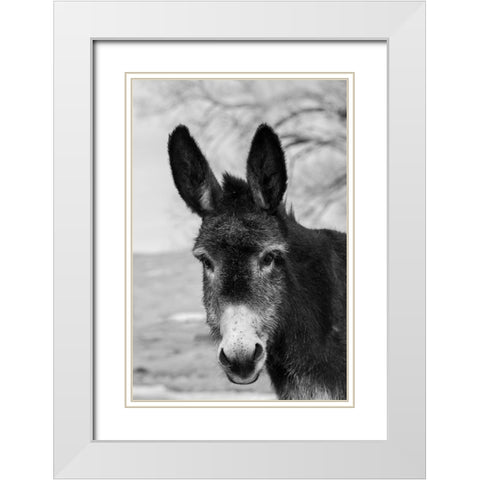 USA-Colorado-Westcliffe Music Meadows Ranch Cute old ranch donkey-face detail White Modern Wood Framed Art Print with Double Matting by Hopkins, Cindy Miller