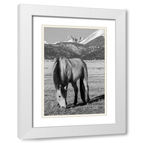USA-Colorado-Westcliffe Music Meadows Ranch Buckskin horse with Rocky Mountains in the distance White Modern Wood Framed Art Print with Double Matting by Hopkins, Cindy Miller