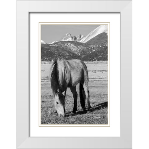 USA-Colorado-Westcliffe Music Meadows Ranch Buckskin horse with Rocky Mountains in the distance White Modern Wood Framed Art Print with Double Matting by Hopkins, Cindy Miller