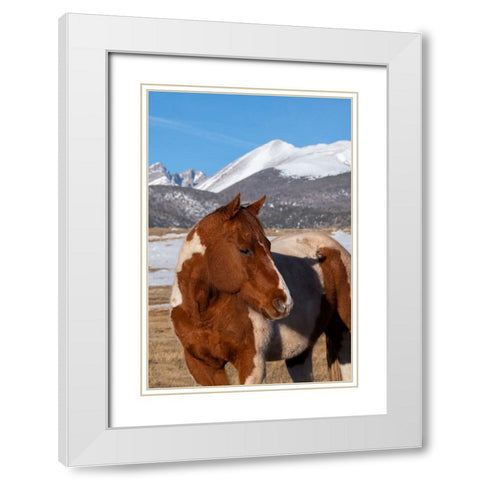 USA-Colorado-Westcliffe Music Meadows Ranch Paint horse with Rocky Mountains in the distance White Modern Wood Framed Art Print with Double Matting by Hopkins, Cindy Miller