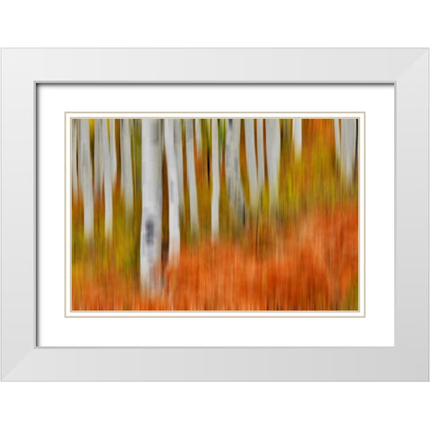 USA- Colorado- Owl Pass- Aspen grove design White Modern Wood Framed Art Print with Double Matting by Gulin, Darrell
