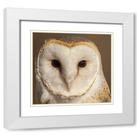 Owl-Barn Owl White Modern Wood Framed Art Print with Double Matting by Theodore, George