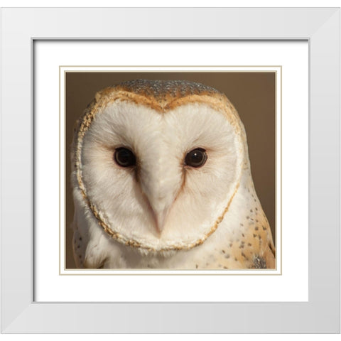 Owl-Barn Owl White Modern Wood Framed Art Print with Double Matting by Theodore, George