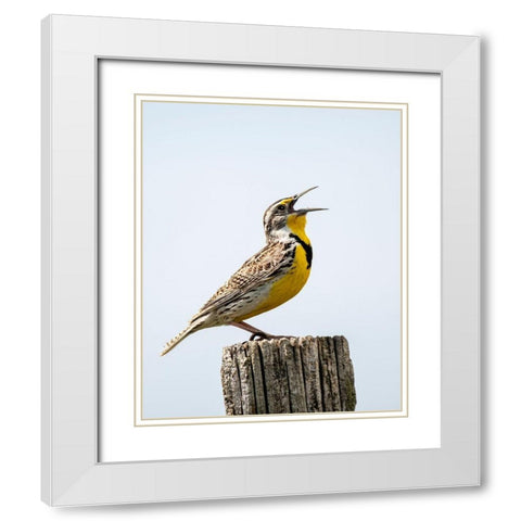 Meadowlark-bird White Modern Wood Framed Art Print with Double Matting by Theodore, George