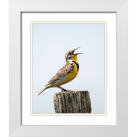 Meadowlark-bird White Modern Wood Framed Art Print with Double Matting by Theodore, George