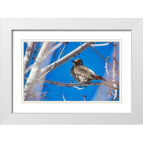 Northern Flicker White Modern Wood Framed Art Print with Double Matting by Theodore, George and Marilu