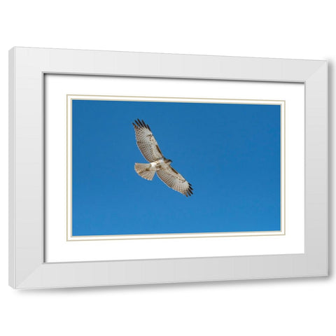 Hawk flying White Modern Wood Framed Art Print with Double Matting by Theodore, George and Marilu