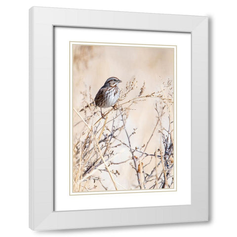 USA-Sparrow White Modern Wood Framed Art Print with Double Matting by Theodore, George and Marilu