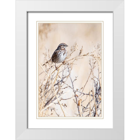 USA-Sparrow White Modern Wood Framed Art Print with Double Matting by Theodore, George and Marilu