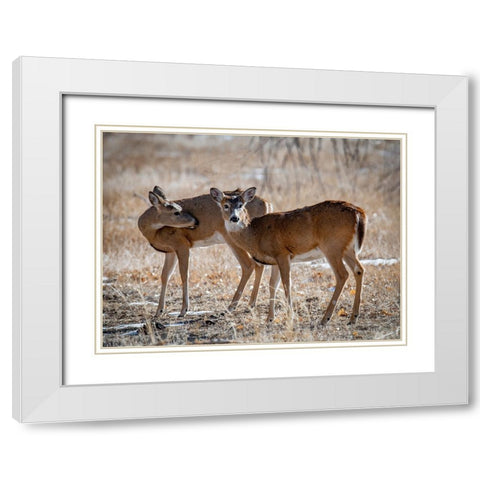 USA-deer White Modern Wood Framed Art Print with Double Matting by Theodore, George and Marilu