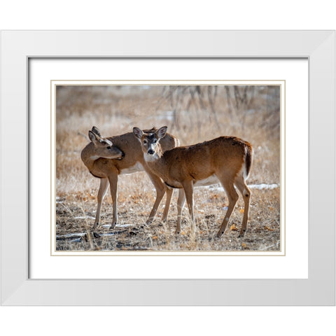 USA-deer White Modern Wood Framed Art Print with Double Matting by Theodore, George and Marilu