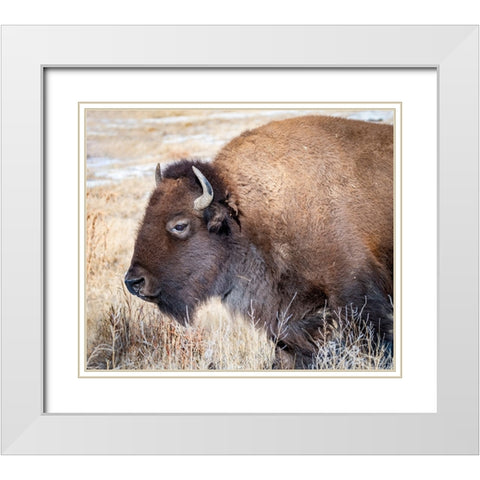 American Bison White Modern Wood Framed Art Print with Double Matting by Theodore, George and Marilu