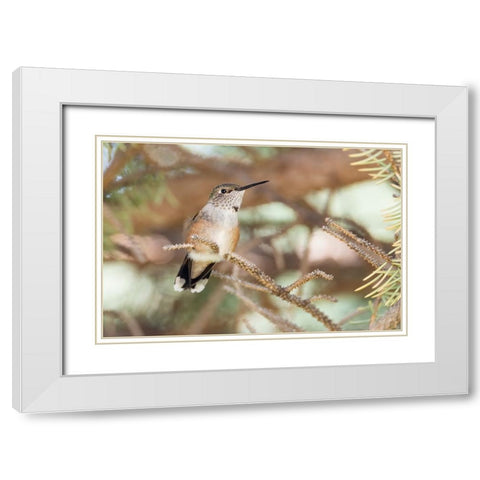 Hummingbird White Modern Wood Framed Art Print with Double Matting by Theodore, George and Marilu