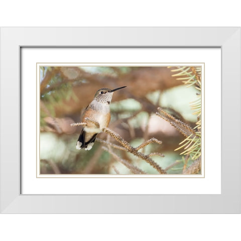 Hummingbird White Modern Wood Framed Art Print with Double Matting by Theodore, George and Marilu