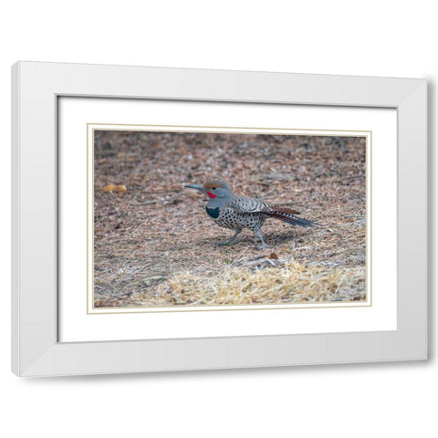 Northern flicker White Modern Wood Framed Art Print with Double Matting by Theodore, George and Marilu