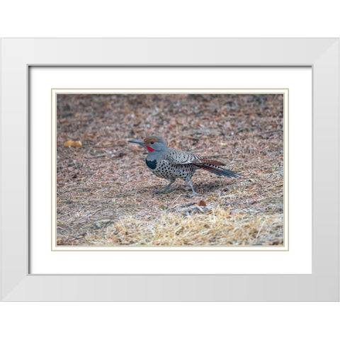 Northern flicker White Modern Wood Framed Art Print with Double Matting by Theodore, George and Marilu