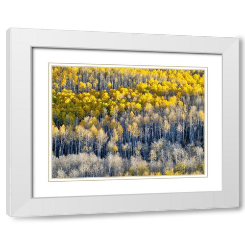 Colorado-Maroon Bells-Snowmass Wilderness Fall colors on Aspen trees White Modern Wood Framed Art Print with Double Matting by Eggers, Julie