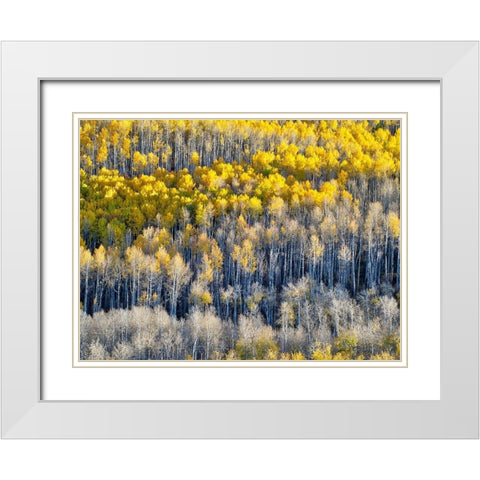 Colorado-Maroon Bells-Snowmass Wilderness Fall colors on Aspen trees White Modern Wood Framed Art Print with Double Matting by Eggers, Julie