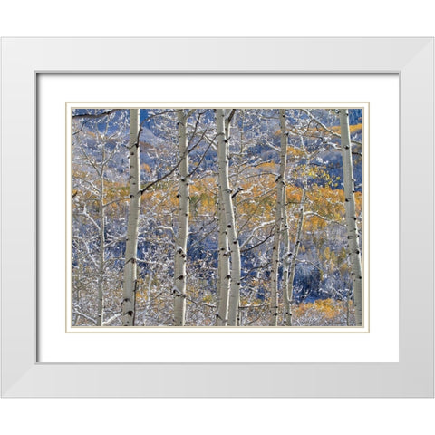 Colorado-San Juan Mts Fresh snow on aspens in the fall White Modern Wood Framed Art Print with Double Matting by Eggers, Julie