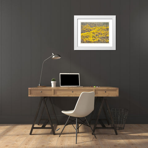 Colorado-Maroon Bells-Snowmass Wilderness Fall colors on Aspen trees White Modern Wood Framed Art Print with Double Matting by Eggers, Julie