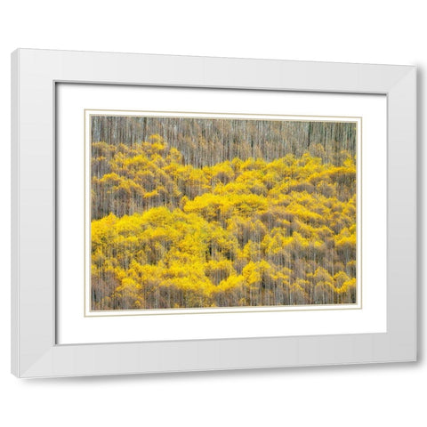 Colorado-Maroon Bells-Snowmass Wilderness Fall colors on Aspen trees White Modern Wood Framed Art Print with Double Matting by Eggers, Julie
