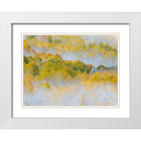 Colorado-San Juan Mts Fresh snow on aspens in the fall White Modern Wood Framed Art Print with Double Matting by Eggers, Julie