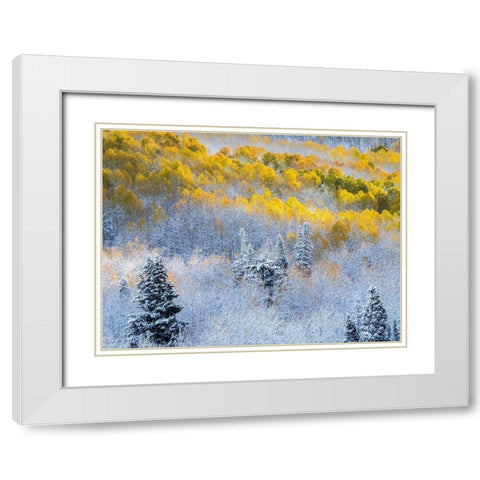 Colorado-San Juan Mts Fresh snow on aspens in the fall White Modern Wood Framed Art Print with Double Matting by Eggers, Julie