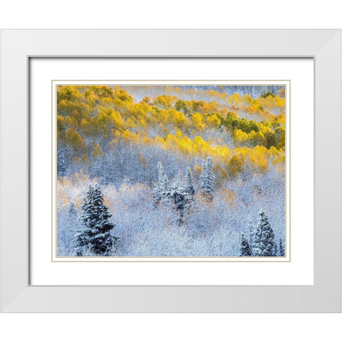 Colorado-San Juan Mts Fresh snow on aspens in the fall White Modern Wood Framed Art Print with Double Matting by Eggers, Julie