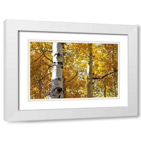 Aspen trees in autumn-Blake Trail-Colorado White Modern Wood Framed Art Print with Double Matting by Ostrowitz, Mallorie