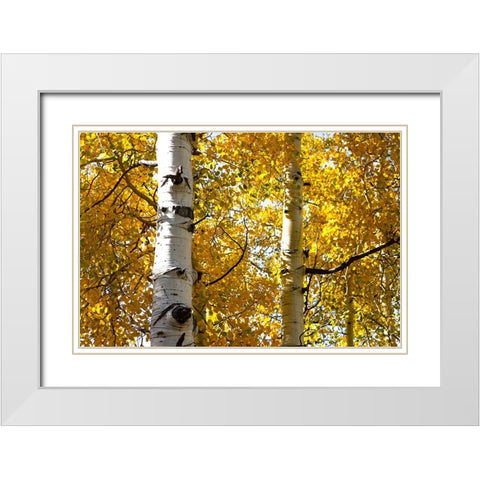 Aspen trees in autumn-Blake Trail-Colorado White Modern Wood Framed Art Print with Double Matting by Ostrowitz, Mallorie