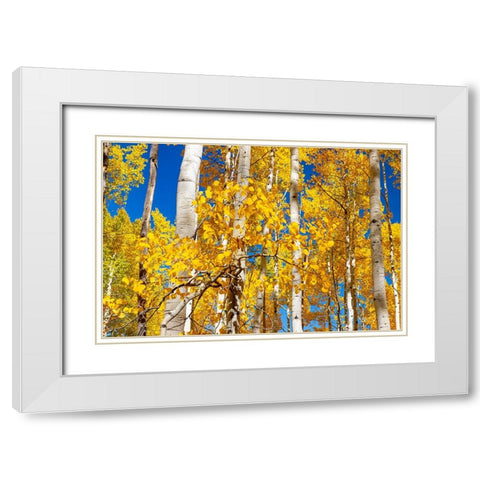 Aspen trees in autumn turning goldin Snowmass White Modern Wood Framed Art Print with Double Matting by Ostrowitz, Mallorie