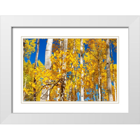 Aspen trees in autumn turning goldin Snowmass White Modern Wood Framed Art Print with Double Matting by Ostrowitz, Mallorie