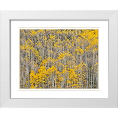 Colorado-Aspens on hillside near township of Aspen in fall colors White Modern Wood Framed Art Print with Double Matting by Gulin, Sylvia