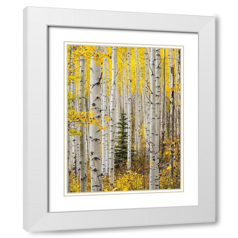 Colorado-Keebler Pass Autumn colors in grove of Aspens with lone evergreen White Modern Wood Framed Art Print with Double Matting by Gulin, Sylvia