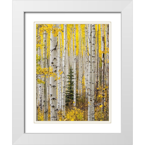 Colorado-Keebler Pass Autumn colors in grove of Aspens with lone evergreen White Modern Wood Framed Art Print with Double Matting by Gulin, Sylvia
