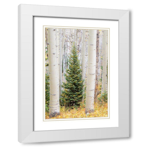 Colorado-Keebler Pass Autumn colors in grove of Aspens with lone evergreen White Modern Wood Framed Art Print with Double Matting by Gulin, Sylvia