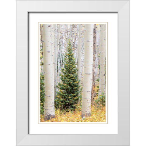 Colorado-Keebler Pass Autumn colors in grove of Aspens with lone evergreen White Modern Wood Framed Art Print with Double Matting by Gulin, Sylvia