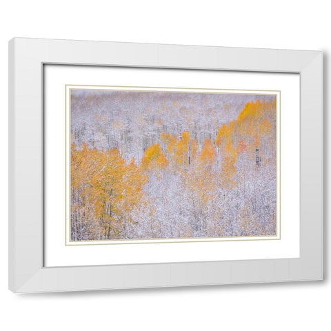 Colorado-Keebler Pass-fresh snow on Aspens with Fall Colors White Modern Wood Framed Art Print with Double Matting by Gulin, Sylvia