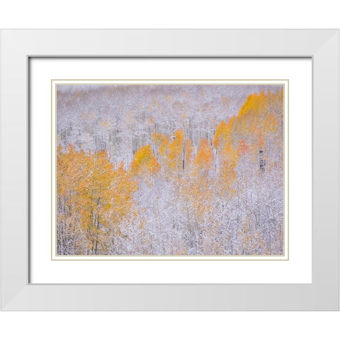 Colorado-Keebler Pass-fresh snow on Aspens with Fall Colors White Modern Wood Framed Art Print with Double Matting by Gulin, Sylvia
