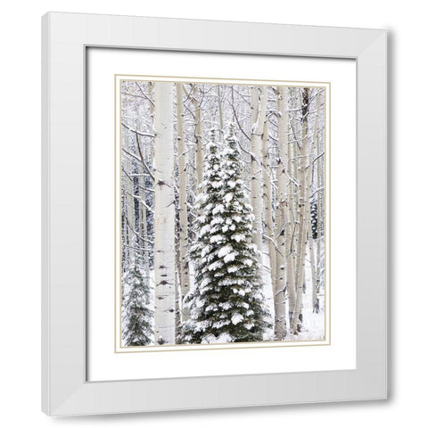 Colorado-Keebler Pass-fresh snow on Aspens and Evergreen trees White Modern Wood Framed Art Print with Double Matting by Gulin, Sylvia