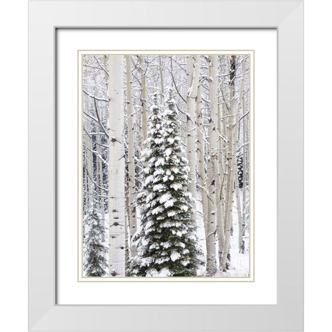 Colorado-Keebler Pass-fresh snow on Aspens and Evergreen trees White Modern Wood Framed Art Print with Double Matting by Gulin, Sylvia