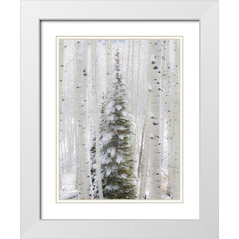 Colorado-Keebler Pass-fresh snow on Aspens and Evergreen trees White Modern Wood Framed Art Print with Double Matting by Gulin, Sylvia