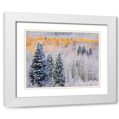 Colorado-Keebler Pass-fresh snow on Aspens with Fall Colors White Modern Wood Framed Art Print with Double Matting by Gulin, Sylvia