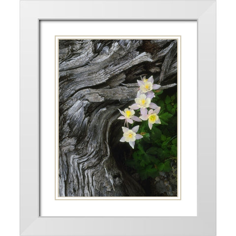 The state flower of Colorado-the columbine-blooms all summer in the Rocky Mountains White Modern Wood Framed Art Print with Double Matting by SMO