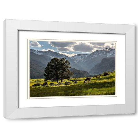A lone deer grazes in the security of Rocky Mountain National Park in the Colorado Rocky Mountains White Modern Wood Framed Art Print with Double Matting by SMO